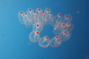 Salps - titokzatos víz alatti lámpák Salps - titokzatos víz alatti lámpák